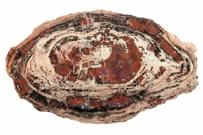 Red/Black Petrified Wood (Araucarioxylon) Round - Arizona #239328